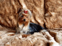 Étalon Yorkshire Terrier - Guerlain love De la vierge doree