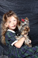 Étalon Yorkshire Terrier - Eden Drops of Sparkling Love