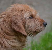 Étalon Basset fauve de Bretagne - Gamine du rallye saint paul