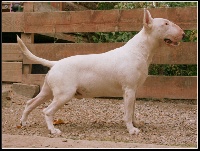 Étalon Bull Terrier - Houbeloun daou souliea lou Prouvencaou