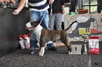 Étalon Bull Terrier - CH. Daring defiant from dazlin