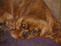 Étalon Cavalier King Charles Spaniel - Gena Des Nobles Frimousses