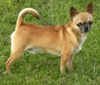 Étalon Chihuahua - Hawai Des Petits Mayas