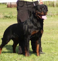 Étalon Rottweiler - Fawcett du Clos Lenka
