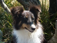 Étalon Shetland Sheepdog - Havana nera De val majour