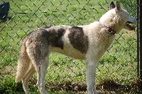Étalon Siberian Husky - Life In Wolf's Freya
