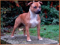 Étalon Staffordshire Bull Terrier - Jch hey sexy baby d'ultime passion