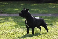 Étalon Staffordshire Bull Terrier - Gipsy queen ( athena ) du domaine forestier