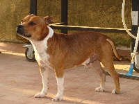 Étalon Staffordshire Bull Terrier - Faust du Logeo de l'Ixaro
