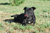 Étalon Staffordshire Bull Terrier - Guiness of mystic oak
