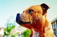 Étalon Staffordshire Bull Terrier - Gypsy Of The Kind Monsters
