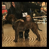 Étalon Staffordshire Bull Terrier - Mc performance Easy girl.com