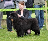 Étalon Terre-neuve - New black bear family's Izzy