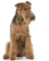 Étalon Welsh Terrier - Enza dh hameau du laxon Du hameau du laxon