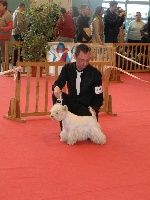 Étalon West Highland White Terrier - First lady du clos des Argousiers