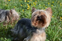 Étalon Yorkshire Terrier - Faya Du lucky puppy
