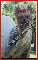Étalon Yorkshire Terrier - CH. Cosmo politan de L'Elpazeor