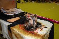 Étalon Yorkshire Terrier - First Of the blue roses