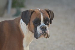 Les Boxer de l'affixe   Of Rhodes's Family