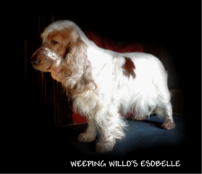 weepind willow's Esobelle