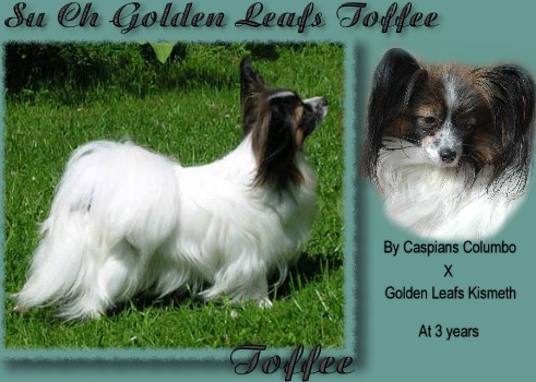 golden leafs Toffee