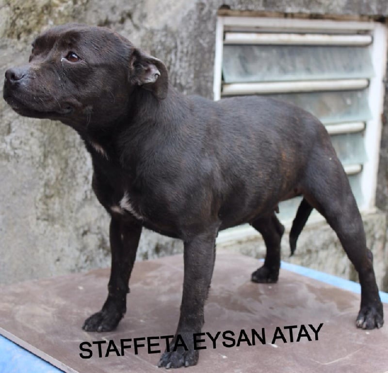 stafféta Eysan atay (import hungary)