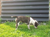 Étalon American Staffordshire Terrier - Queen (Sans Affixe)