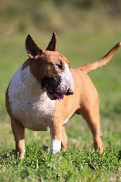 Étalon Bull Terrier - Bulls For Life Heart breaker