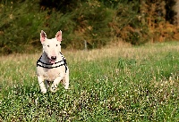 Étalon Bull Terrier - Esperanza Offweedman