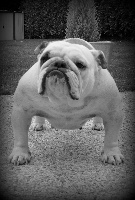 Étalon Bulldog Anglais - Feed'jee du Clos des Truffes Noires
