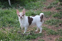 Étalon Chihuahua - Fleur 1 (Sans Affixe)