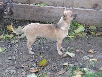 Étalon Chihuahua - Igloo des heritiers de spartacus