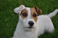 Étalon Jack Russell Terrier - CH. First boy of Puppydogs Tails