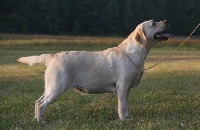 Étalon Labrador Retriever - Glamour Du clos de nissa-bella