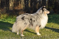 Étalon Shetland Sheepdog - Gift from mama du rêve de l'ange