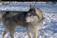 Étalon Siberian Husky - Good looking boy glenn des reves de neige