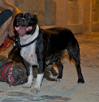 Étalon Staffordshire Bull Terrier - Electra dit eyzia Du treizieme ange