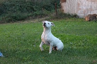 Étalon Staffordshire Bull Terrier - Ilwé 'dit (white mamba) Driftwood Oak