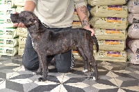 Étalon Staffordshire Bull Terrier - Idylle Of Tess' Jewels