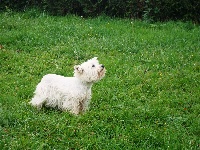 Étalon West Highland White Terrier - Finette Du domaine de noire epine