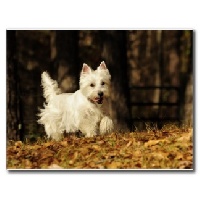 Étalon West Highland White Terrier - Granule Du mat des oyats