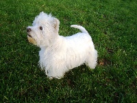 Étalon West Highland White Terrier - Fanza Du domaine de noire epine
