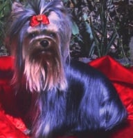 Étalon Yorkshire Terrier - Gladys De la Bergerie du Coteau