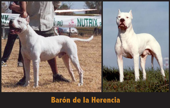 Baron De la herencia