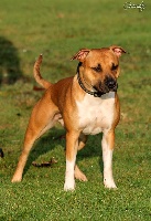 Étalon American Staffordshire Terrier - Gahya Des Tourments De Shaden
