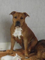 Étalon American Staffordshire Terrier - Heather (Sans Affixe)