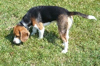 Étalon Beagle - Gamin du chemin des Piarris