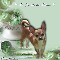 Étalon Chihuahua - Gaia du Jardin des Lutins