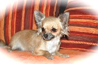 Étalon Chihuahua - Hedelwess des lutins malins