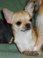 Étalon Chihuahua - Elizée des Mini Elidyle